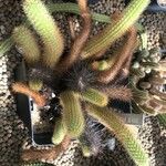 Cleistocactus winteri Blad