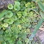 Dichondra repens Hoja