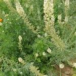 Reseda alba Flor