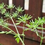 Chaerophyllum temulum Fruit