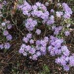 Rhododendron hippophaeoides Natur