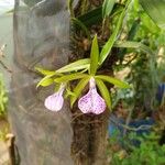 Cattleya bicolor Virág