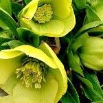Helleborus odorus 花