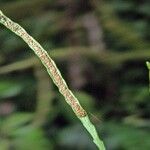 Cochlidium serrulatum 樹皮