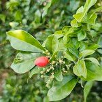 Murraya paniculata Fruit