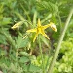 Solanum pimpinellifolium ᱵᱟᱦᱟ