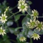 Aichryson parlatorei Flower