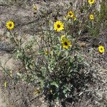 Helianthus niveus Leaf