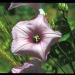 Ipomoea pes-caprae Kwiat