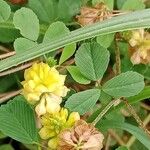 Trifolium campestre Frunză