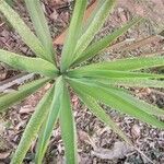 Agave sisalana 葉