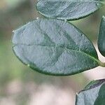 Azara microphylla Hoja