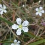 Minuartia laricifolia Flower