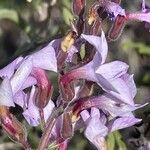 Campylanthus salsoloides Flor