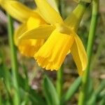 Narcissus minor Flor