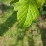 Acer opalusপাতা