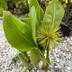 Scadoxus multiflorusপাতা