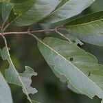 Combretum collinum Leaf