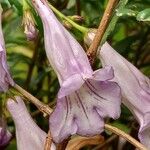 Lysionotus pauciflorus Flower