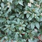 Viburnum rugosum Hostoa