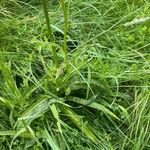 Dactylorhiza maculata List