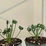 Albuca spiralis Folha