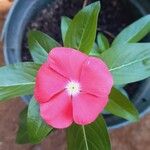 Catharanthus roseusЦветок