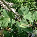 Aquilegia bertolonii Habit