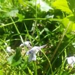 Viola rostrata Flower