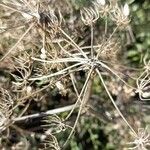 Crithmum maritimum Frukto