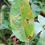 Rumex obtusifolius Feuille