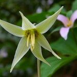 Erythronium oregonum 花