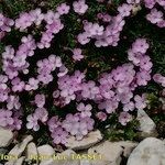 Dianthus subacaulis Habitus