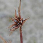 Juncus capitatus Плід