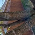 Quercus fusiformis Corteza