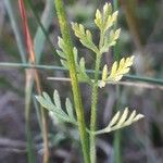 Torilis leptophylla Leaf