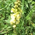 Pedicularis ascendens Flower