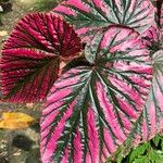 Begonia brevirimosa Leaf