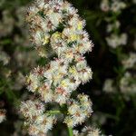 Galium angustifolium Кветка