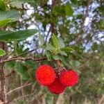 Arbutus unedoPlod