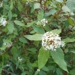 Viburnum tinusफूल