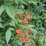 plantas utiles=nandina domesticaFruit