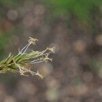 Carex leporina Flower