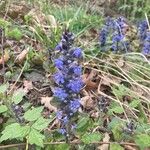 Ajuga reptansКветка