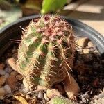 Echinocereus viridiflorus Ліст