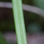 Cyperus mindorensis Casca