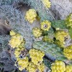 Cylindropuntia imbricata Blad