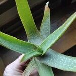 Aloe buhrii Feuille