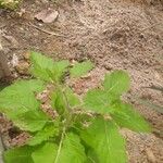 Solanum agrarium List