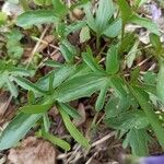 Viola sagittata Leaf